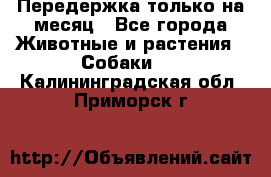 Передержка только на месяц - Все города Животные и растения » Собаки   . Калининградская обл.,Приморск г.